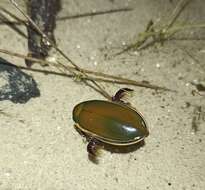 Слика од Cybister (Cybister) tripunctatus (Olivier 1795)