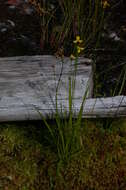 Image of bog yelloweyed grass