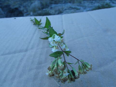 Image of Stevia origanoides Kunth