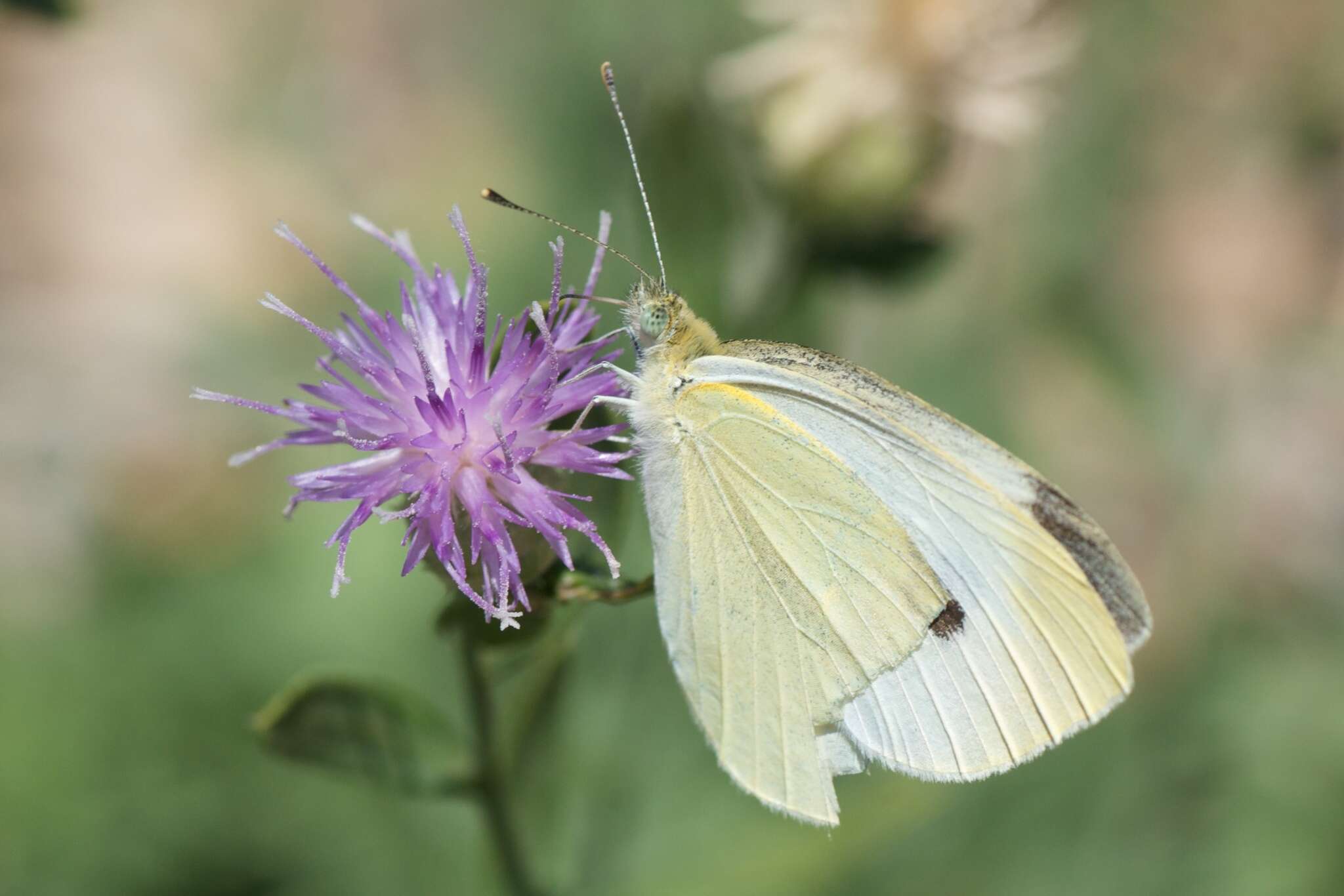 Image of Leuzea repens