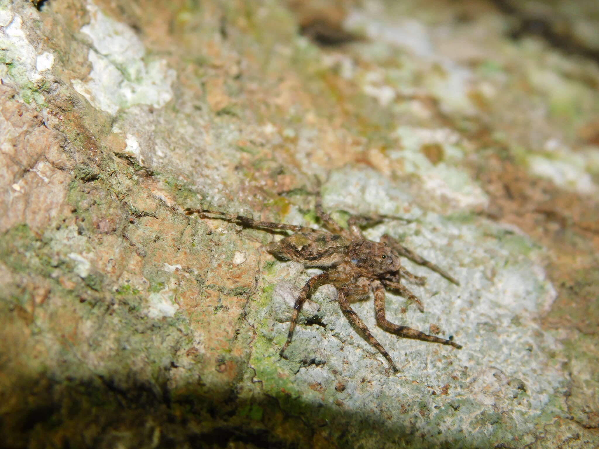 Imagem de Phaeacius fimbriatus Simon 1900