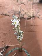 صورة Eremocrinum albomarginatum (M. E. Jones) M. E. Jones