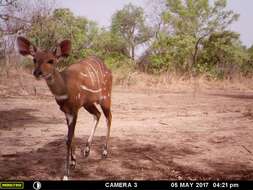 Image of Bushbuck