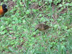 Image of Black-headed Weaver