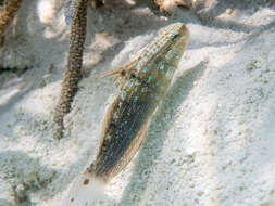 صورة Amblygobius semicinctus (Bennett 1833)