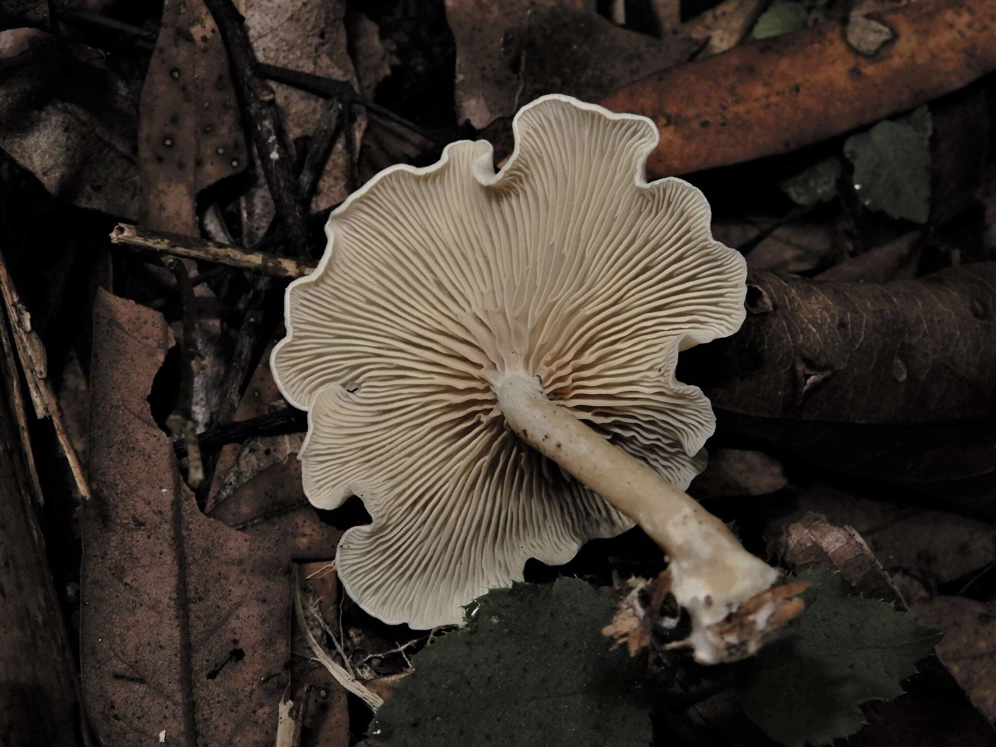 Image de Rhizocybe albida (G. Stev.) J. A. Cooper 2015