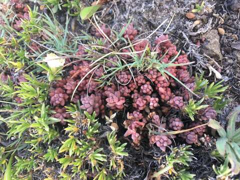 Image de Sedum rupicola G. N. Jones