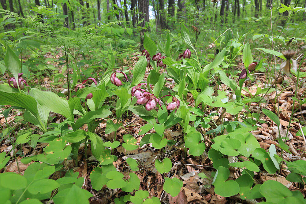 Image of Cypripedium ventricosum Sw.