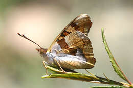 Imagem de Thaleropis ionia Fischer von Waldheim & Eversmann 1851