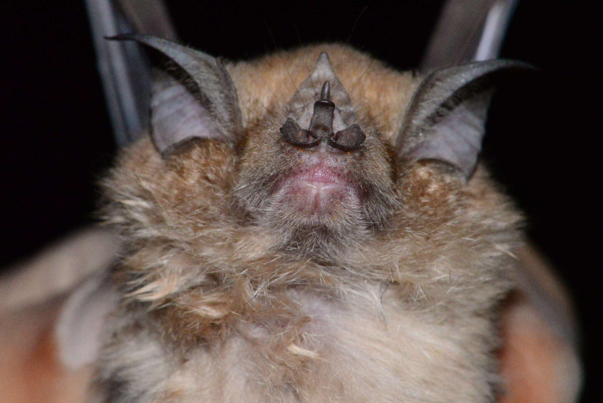 Image of Cape Horseshoe Bat