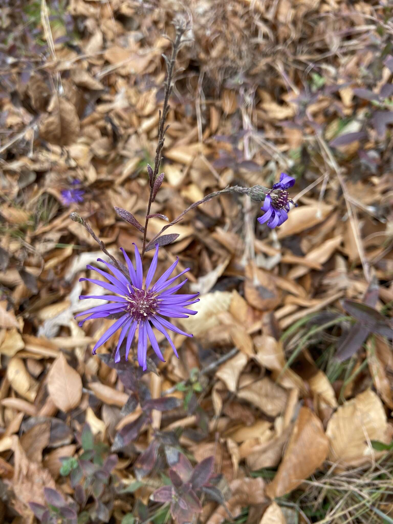 Image de Symphyotrichum georgianum (Alexander) G. L. Nesom