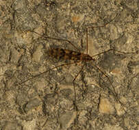Image of <i>Limonia cinctipes</i>