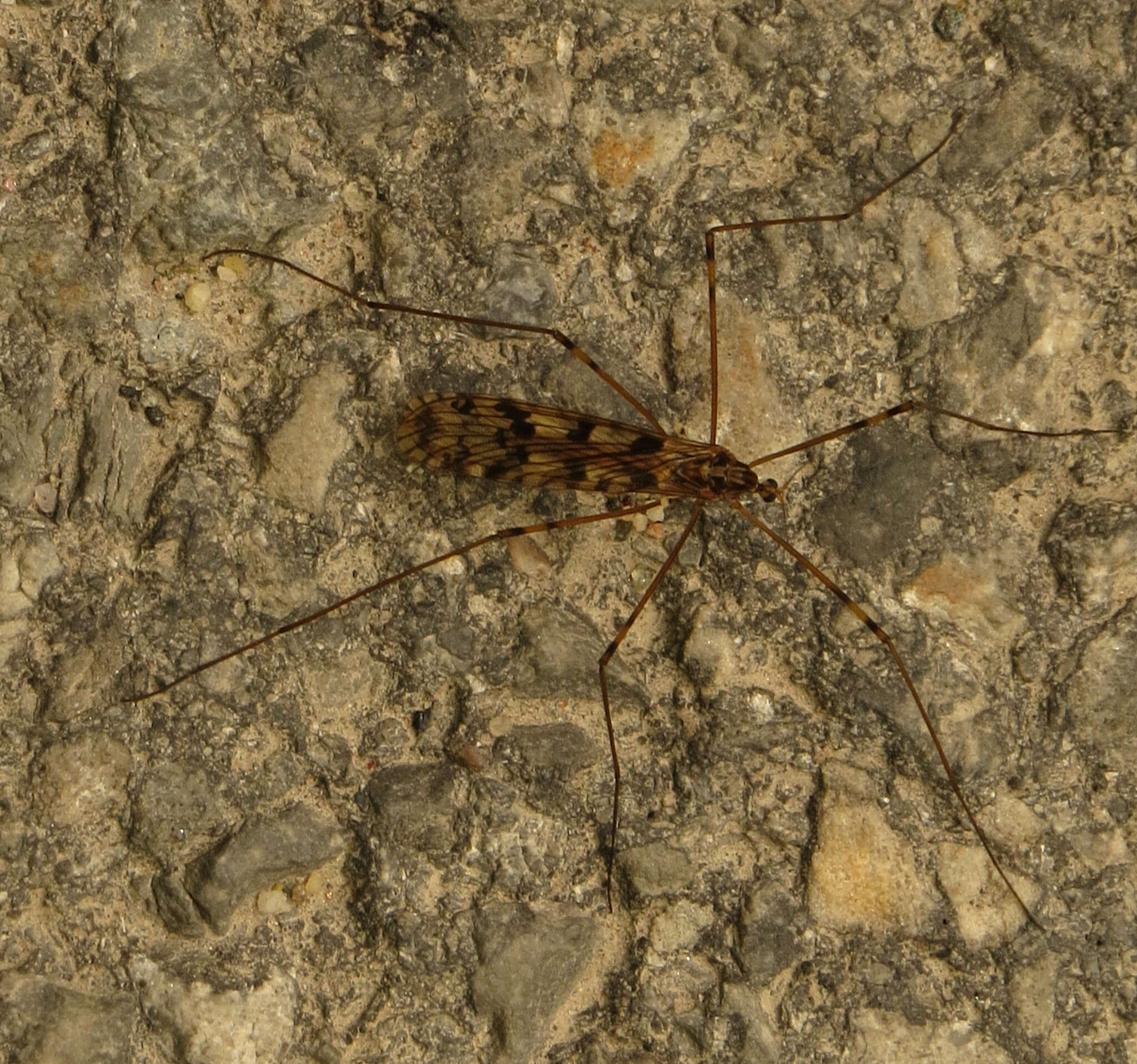 Image of <i>Limonia cinctipes</i>