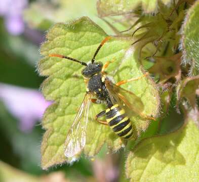 Image of Gooden's Nomad Bee