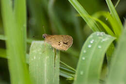 Слика од Cymaenes tripunctata Latreille 1824