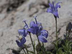 Image de Campanula wilkinsiana Greene