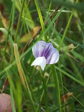 Lathyrus berteroanus Savi resmi