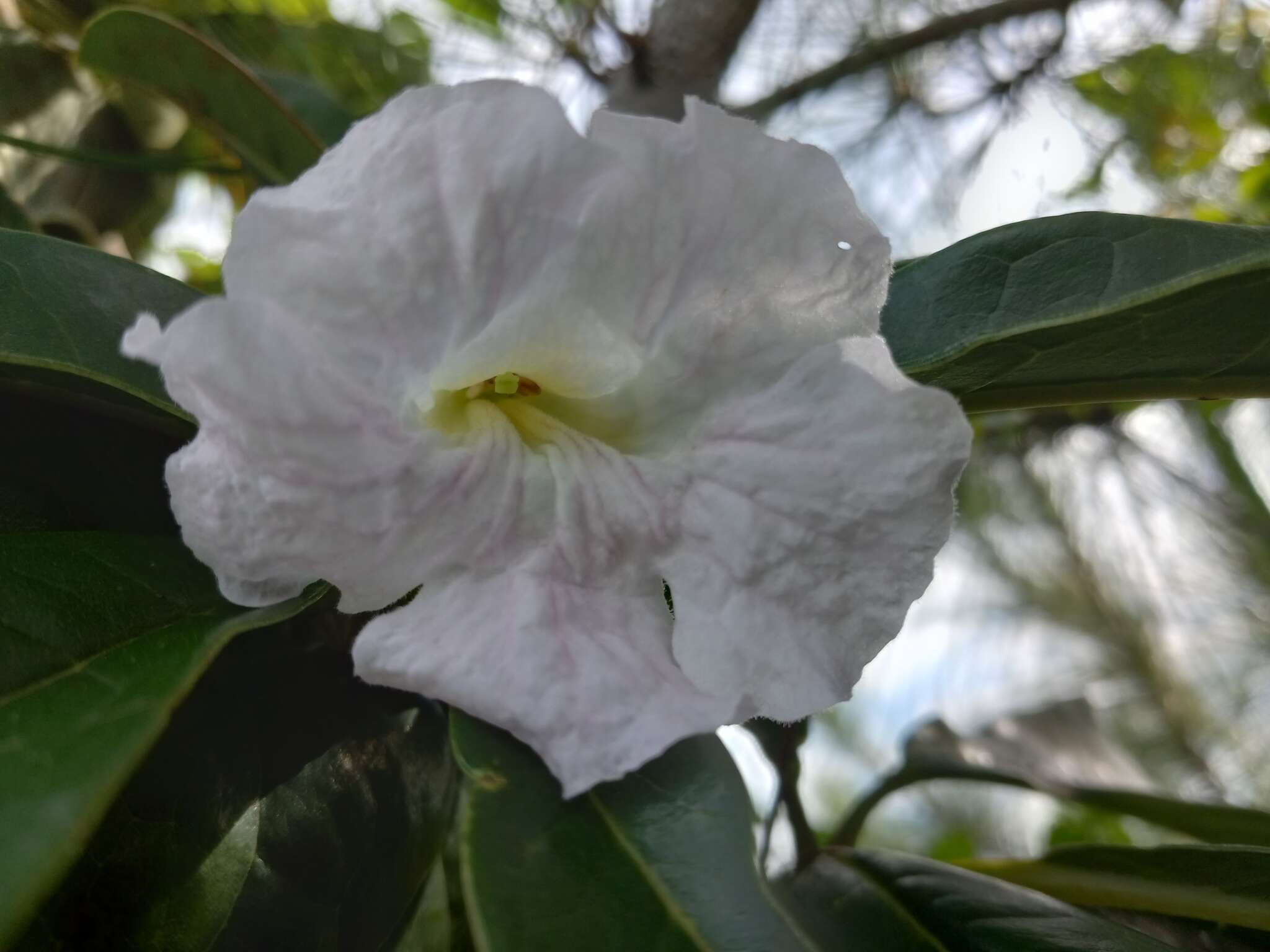 Tabebuia paniculata Leonard的圖片