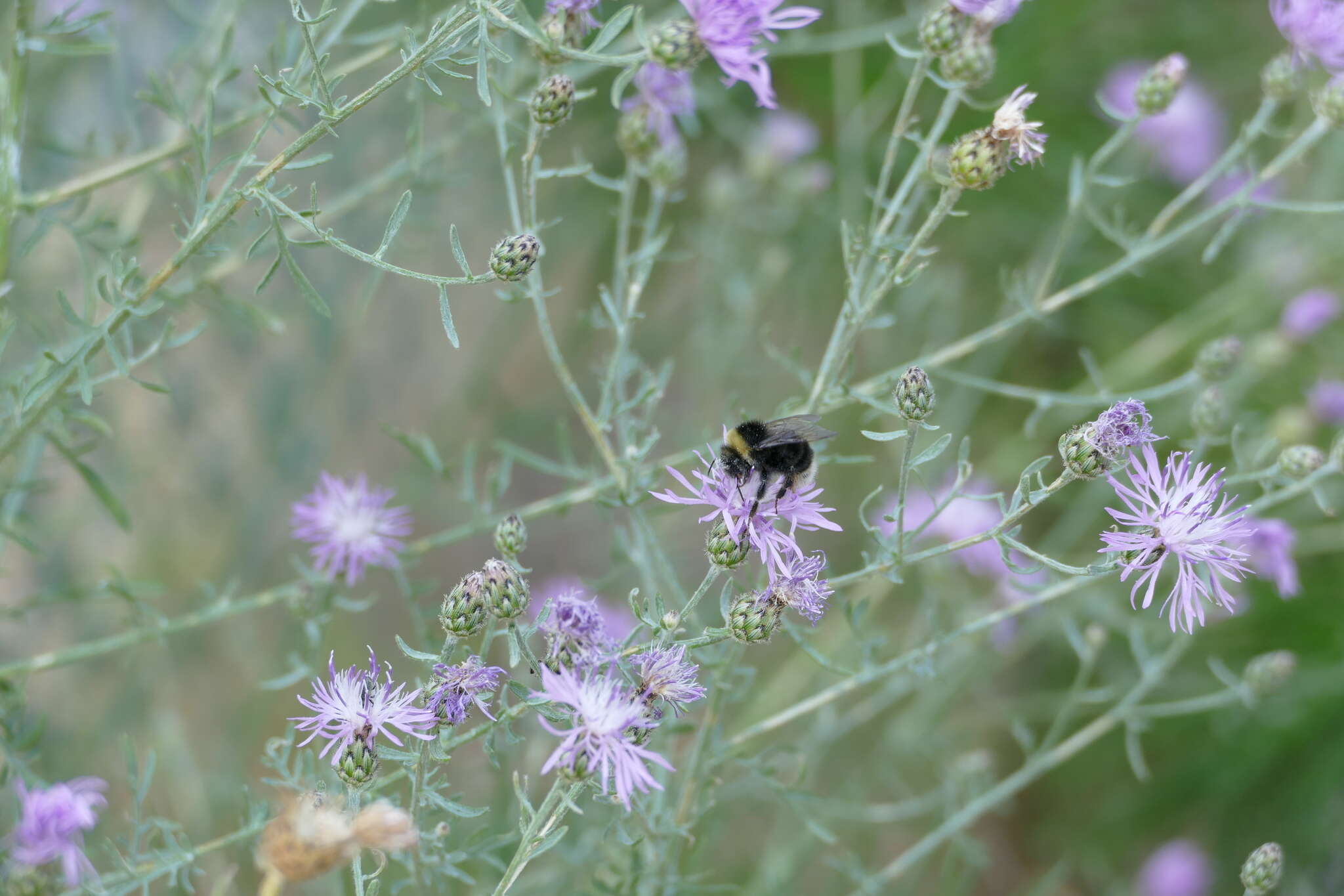 Слика од Bombus occidentalis Greene 1858