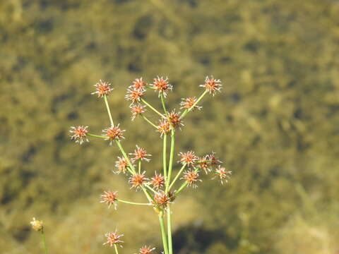 Imagem de Juncus polycephalus Michx.