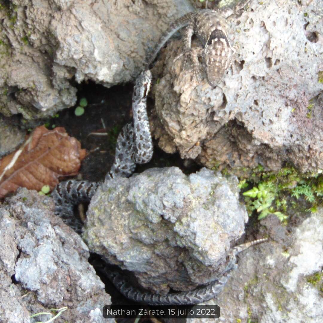 Image of Cross-banded Mountain Rattlesnake