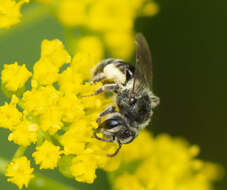 Image of Golden-Alexanders Andrena