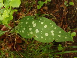 Sivun Pulmonaria stiriaca A. Kerner kuva