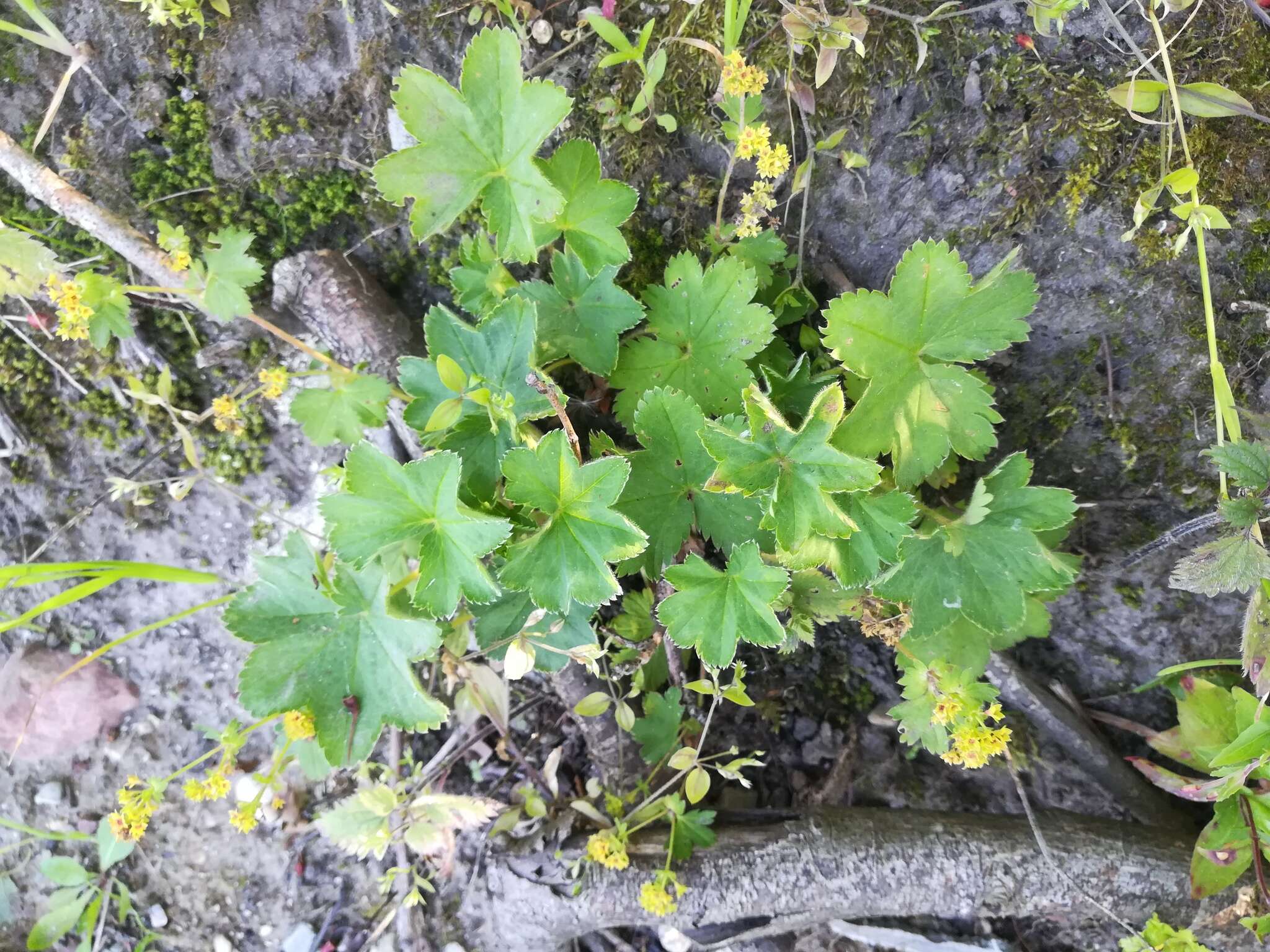 Image of Alchemilla plicata Buser