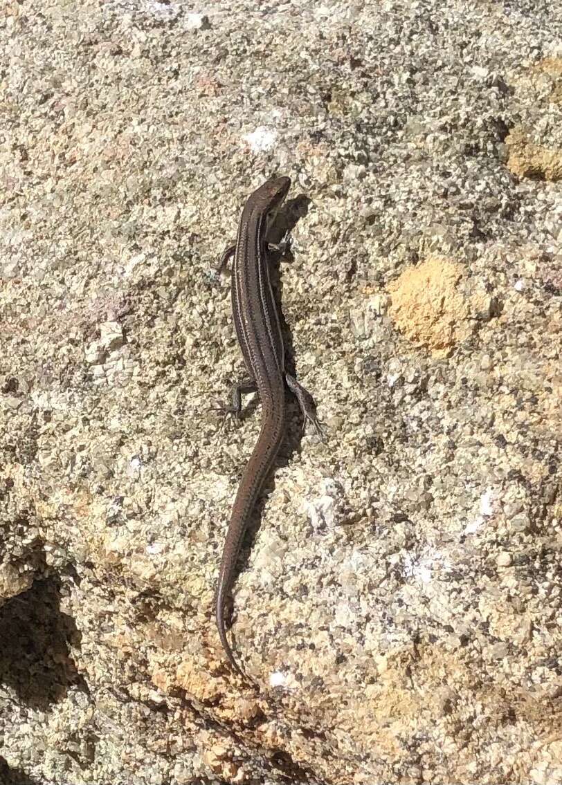 Image of Bold-striped Cool-skink