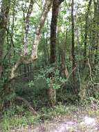 Image of Magnolia virginiana var. australis Sarg.