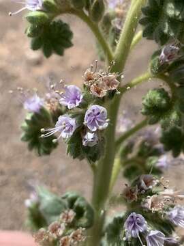 Phacelia palmeri Torr. ex S. Wats.的圖片