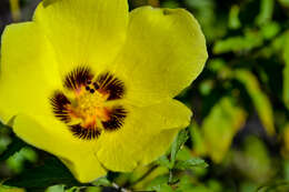 Image of desert rosemallow