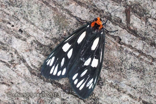 Image of Macrobrochis gigas Walker 1854