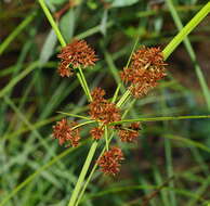 Слика од Cyperus lucidus R. Br.