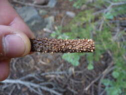 Image de Abies magnifica var. shastensis Lemmon