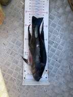 Image of Butterfish