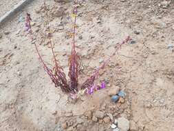 Слика од Penstemon spectabilis var. subinteger (D. D. Keck) C. C. Freeman