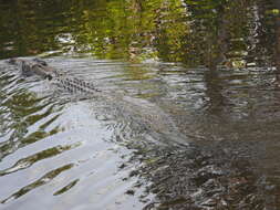 Image of Estuarine Crocodile