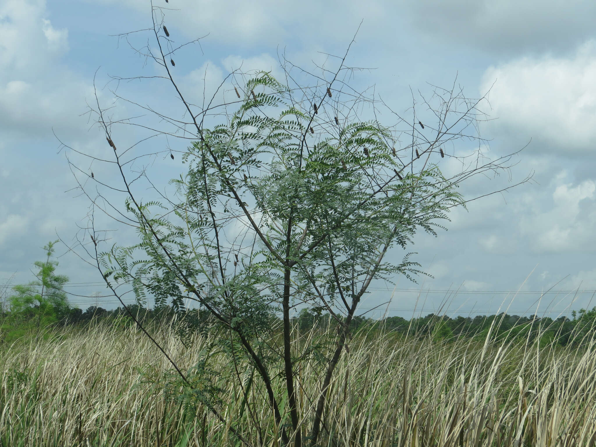 Image of Drummond's Sesbania