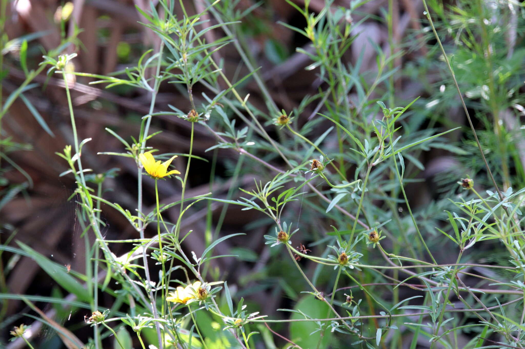 Image of Small-Fruit Beggarticks