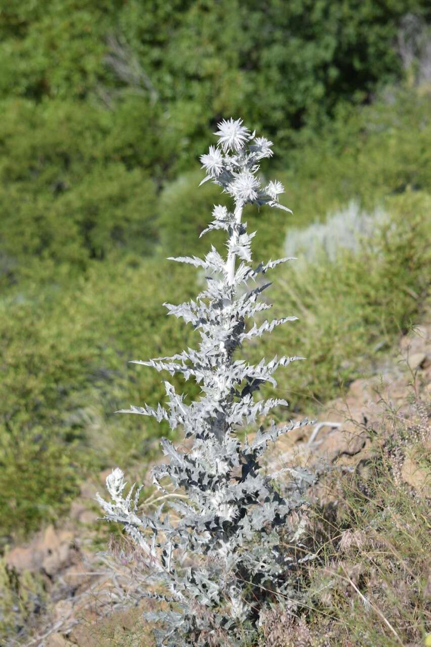 Image of snowy thistle