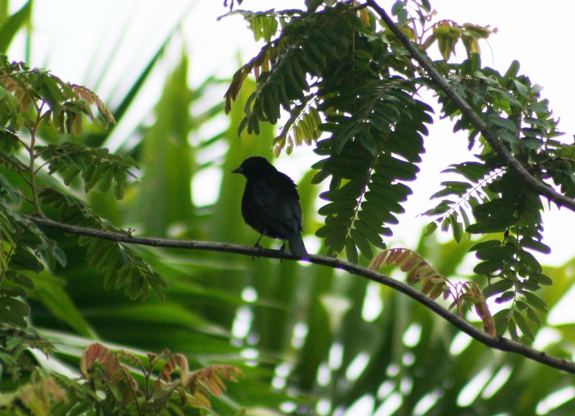 Image of White-lined Tanager