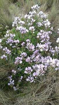 Image of Gentianella foliosa (Kunth) Fabris.