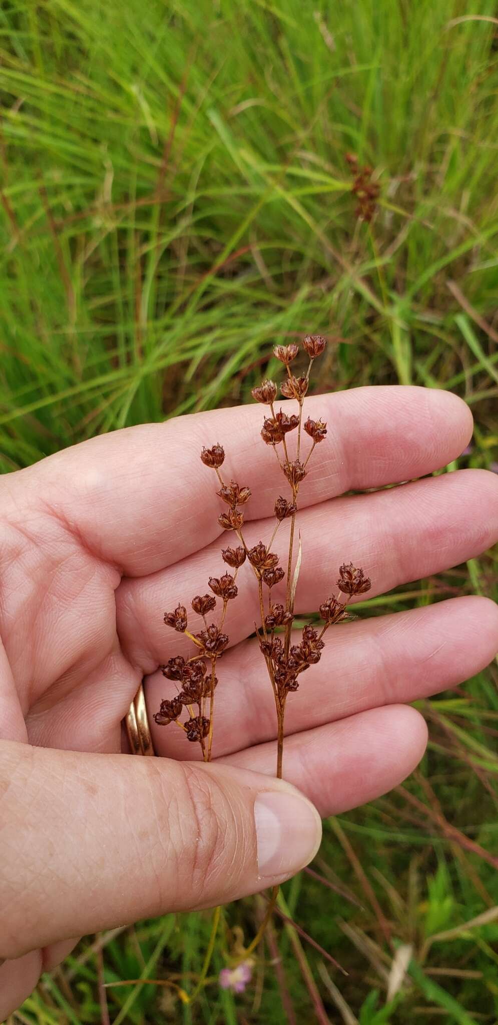 Image of grassleaf rush