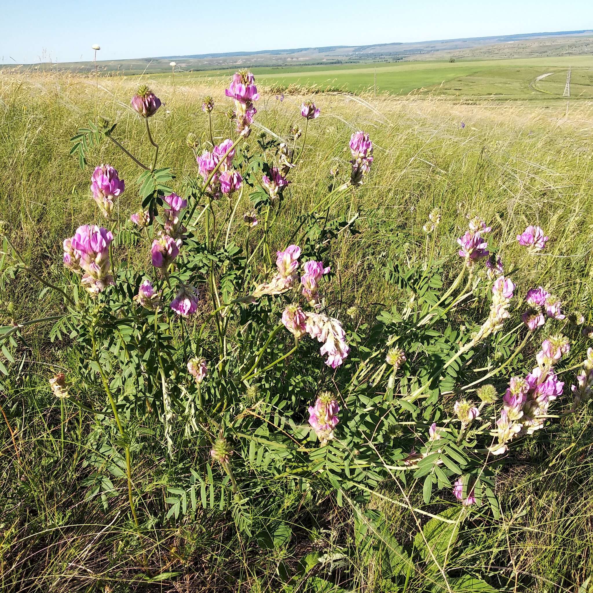 Image of Hedysarum gmelinii Ledeb.