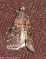 Image of Zimmerman Pine Moth