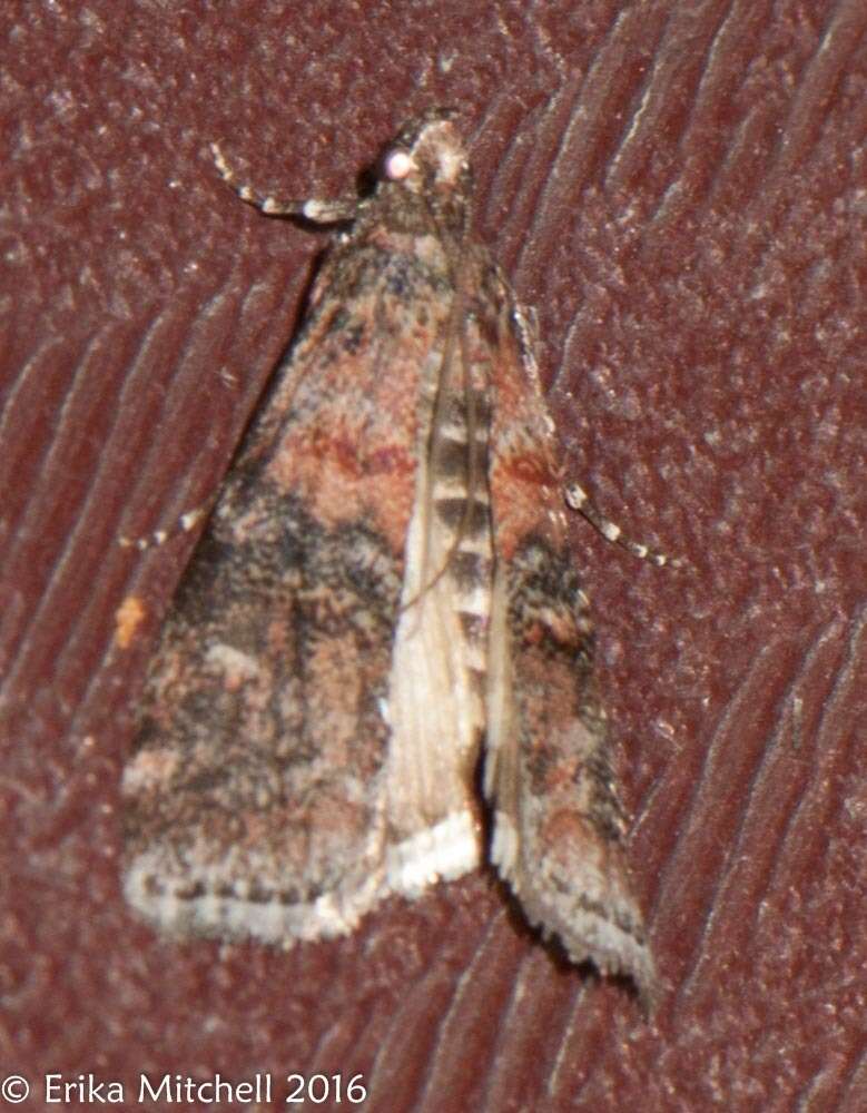 Image of Zimmerman Pine Moth