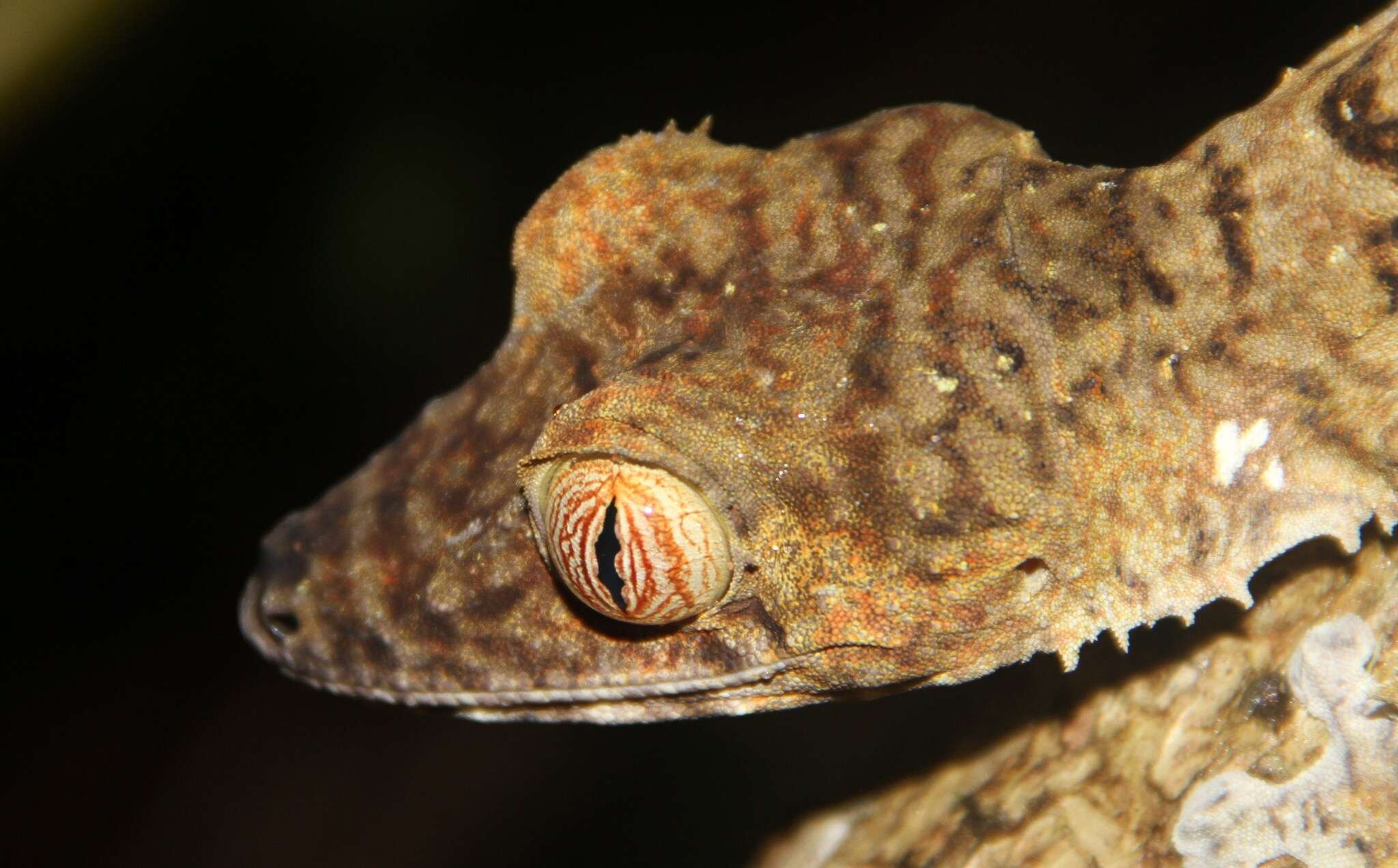 Image of Common Flat-tail Gecko