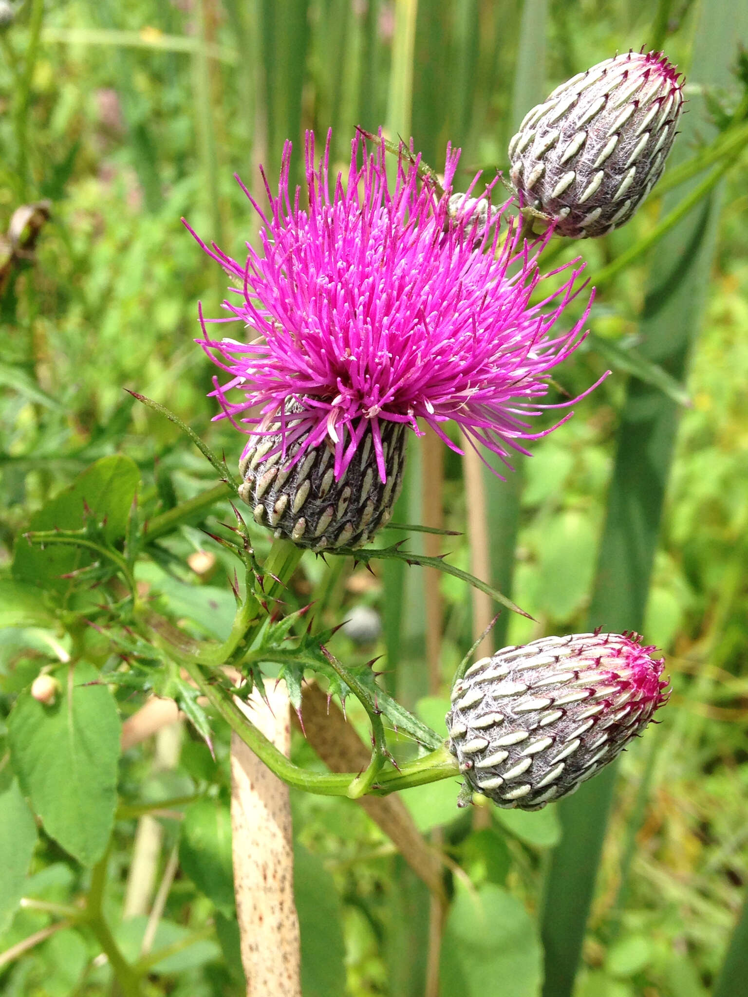 Imagem de Cirsium muticum Michx.