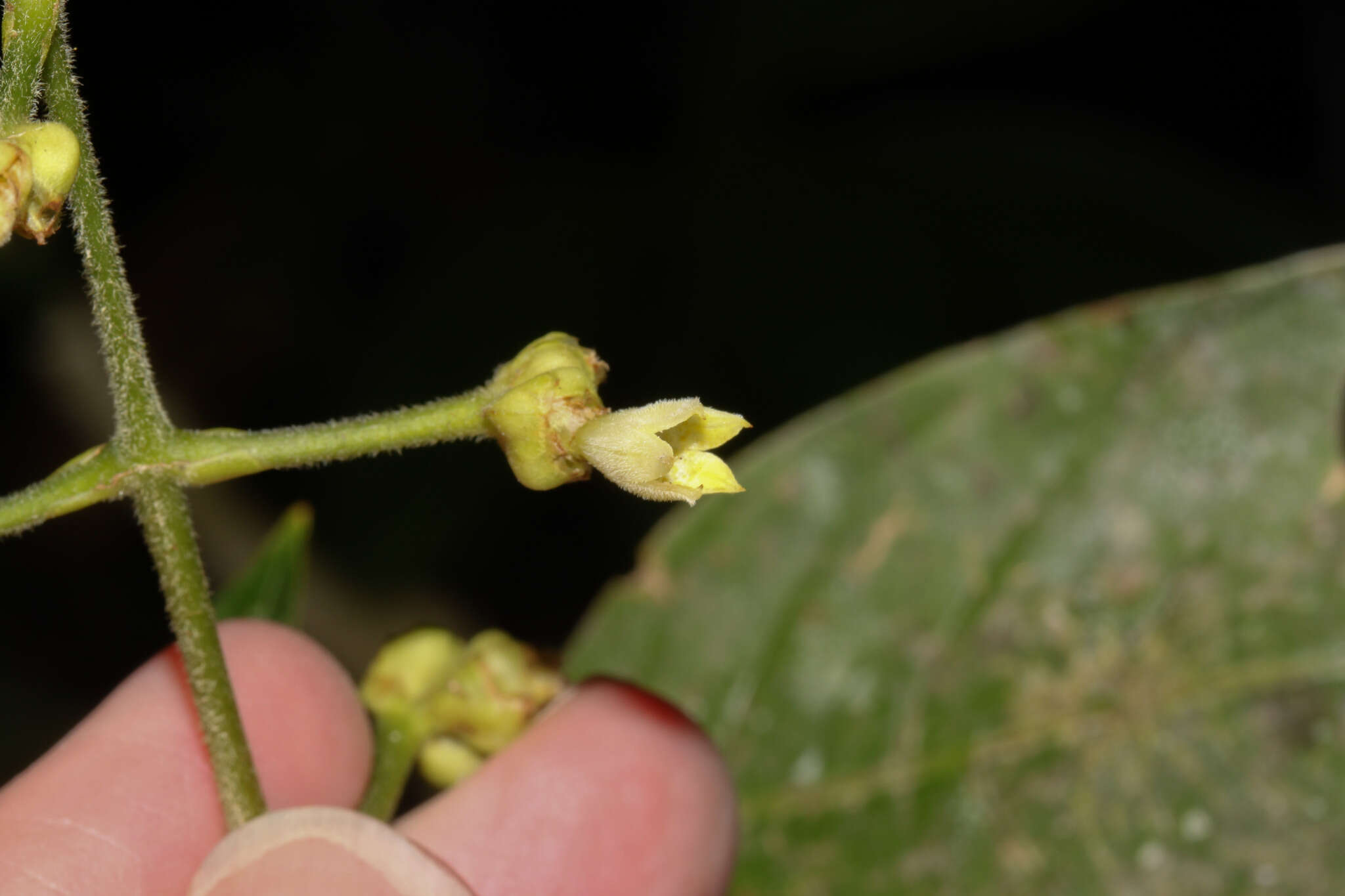 Image of Palicourea caerulea (Ruiz & Pav.) Schult.